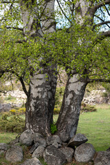Obraz premium tree in the forest