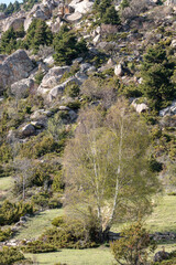 stream in the mountains