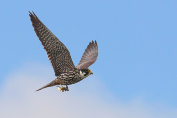 Hobby flying in the sky together against a backdrop of blue sky and white clouds
