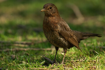 Brlackbird perched atop lush green grass, standing on a nearby branch