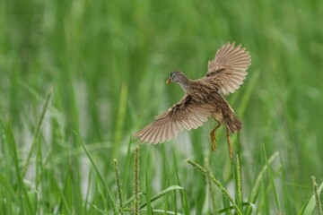 White-brown crake flying in the sky above a lush green field of grass