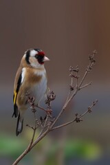 Goldfinch perched on a slender tree branch in an outdoor setting, looking ahead