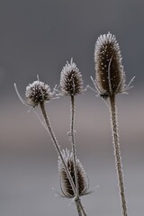 Obraz premium Thistles standing in a sunny meadow in front of a backdrop of a cloudy sky