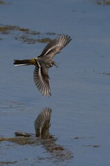 Grey wagtail soars over the sparkling blue waters of a beach, its wings outstretched