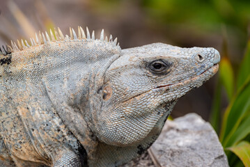 Obraz premium Closeup of an iguana on ruins in Tulum, Mexico