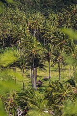 Palm Trees © Malgorzata