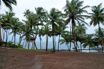 Fototapeta premium a few trees and a beach and some dirt ground with some water, Sao Tome, Africa