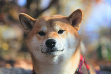 a red shiba inu dog is staring and staring forward at the camera