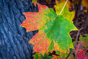 Vibrant red maple leaf lies on the ground next to a tall, mature maple tree.