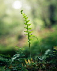 Lush, green fern standing alone in a tranquil, wooded environment.