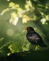 Blackbird perched atop a tree branch.
