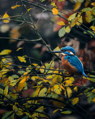 Kingfisher bird perched on a tree branch among lush green leaves and dry.