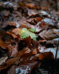 Close-up of a small plant with snow-covered leaves on the ground.
