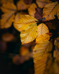 Vibrant close-up shot of lush, green foliage illuminated by warm sunlight.