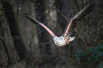 Eagle soars gracefully over a lush forest of trees and vegetation