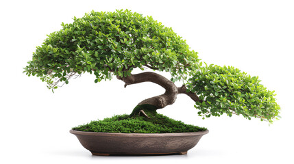 Lush Green Bonsai Tree
