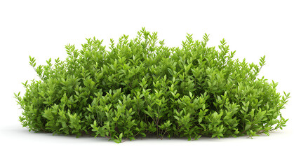 Obraz premium green bush isolated on white background
