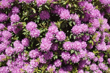Close up pink flowering Rhododendron. Shrub in the heath family (Ericaceae). Dutch garden. Spring, May, Netherlands