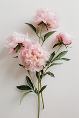 Fototapeta premium peony flowers on a white background. selective focus