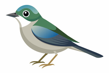 A beautiful vireo bird vector artwork illustration