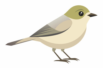 A beautiful vireo bird vector artwork illustration