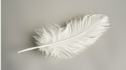 Fluffy white feather on light grey background