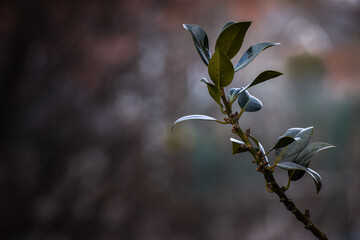 Selective focus shot of a small tree branch illuminated in the early morning sunlight