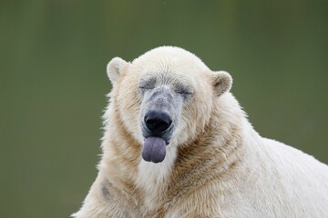 Adorable polar bear with its tongue sticking out, eliciting a playful expression