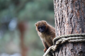 Small bamboo lemur perched on a tree trunk with several ropes hanging off the side