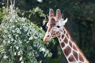 Giraffe in a lush and vibrant enclosure surrounded by foliage and shrubbery