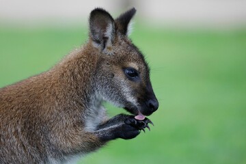 Selective focus shot of a curious kangaroo stands in a grassy landscape, its tongue lolling out