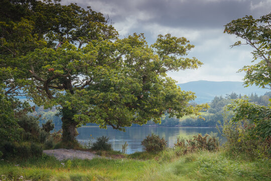 Scenic view of a tranquil lake in a peaceful forest setting in Kenmare, Kerry, Ireland