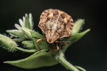 Macro shot of a brown stink bug on a green plant bud