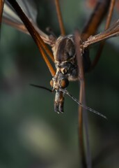 Vertical selective focus macro shot of a tipula luna bug