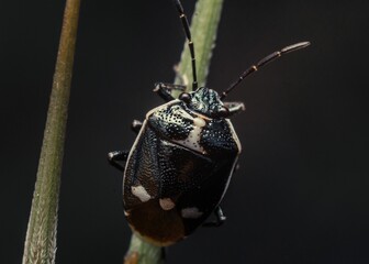 Macro shot of a black cabbage bug on a green plant