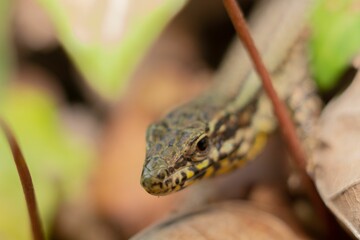 Closeup shot of a common wall lizard hidden among plants and leaves