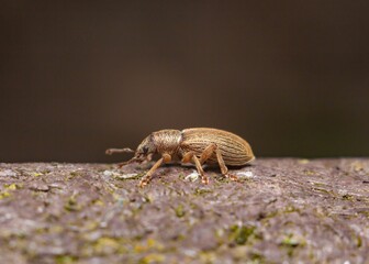 Close-up shot of a small weevil insect perched atop a tree stump