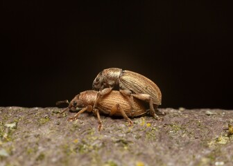 Close-up view of two small weevil insects in the process of mating