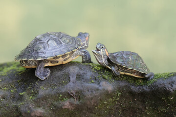 Two red eared slider tortoises are sunbathing before starting their daily activities. This reptile...