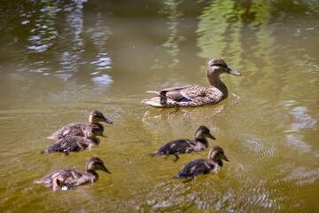 close up with a wild duck with chicks next to her on a spring day.