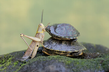Two red eared slider tortoises ready to prey on a large grasshopper. This reptile has the...