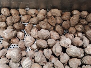 Tegillarca granosa. Fresh raw blood cockle clam sold at seafood market. shells background