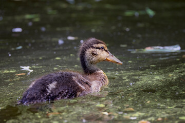 close up with a wild duck with chicks next to her on a spring day.