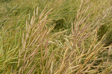 Rapeseed seed pods, Stems of rapeseed, Green Rapeseed field