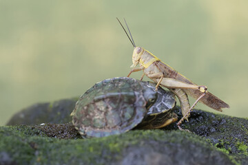 Two red eared slider tortoises ready to prey on a large grasshopper. This reptile has the...