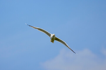 a beautiful seagull in flight in the blue sky