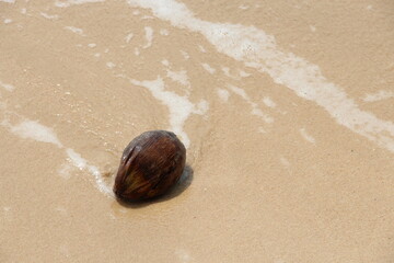 coconut shell stuck in the sand next to the sea waves