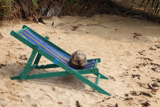 a grey cat laying on top of a beach chair on sand - Powered by Adobe
