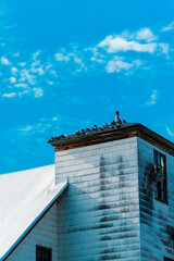 the tower of a building with the bird flock on it