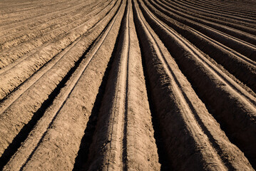 AGRICULTURE - Field with ridges of planted potatoes